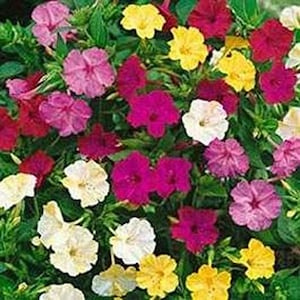 May include: A close-up of a variety of colorful four o'clock flowers in bloom. The flowers are pink, red, yellow, and white.