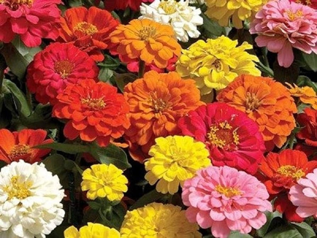 Spring Color Zinnia Zinnia Flower Seeds 200 Count. Mixed Colors. Expected Planting Period ...