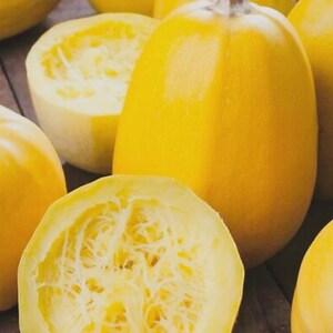 Sphagetti Squash seeds - 10 seeds