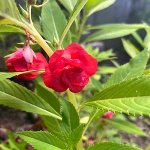 Balsam (Impatiens balsamina) - packet of 50 seeds