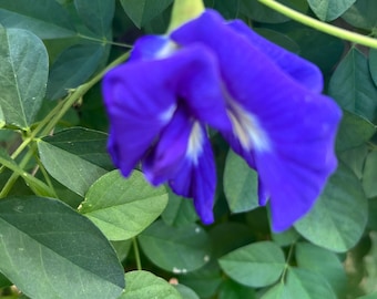Blue Butterfly Pea seeds /Clitoria ternatea seeds - 5 seeds