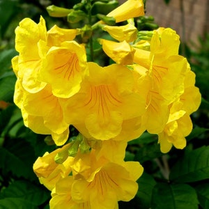 May include: A cluster of bright yellow trumpet-shaped flowers with deep yellow veins. The flowers are in full bloom and have a delicate, almost translucent appearance.