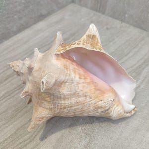 Könnte beinhalten: Eine große, beige Seeohrmuschel mit einer markanten Spiralform und einem glatten, rosa Innenraum. Die Schale hat eine strukturierte Oberfläche mit natürlichen Markierungen und wird auf einer neutralen Oberfläche präsentiert. Ein natürliches Wohnaccessoire.