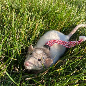 Adjustable rat leash