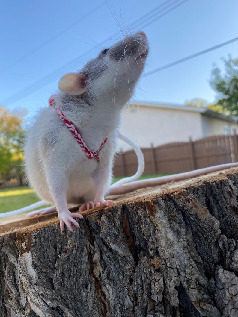 Adjustable Rat Leash Etsy