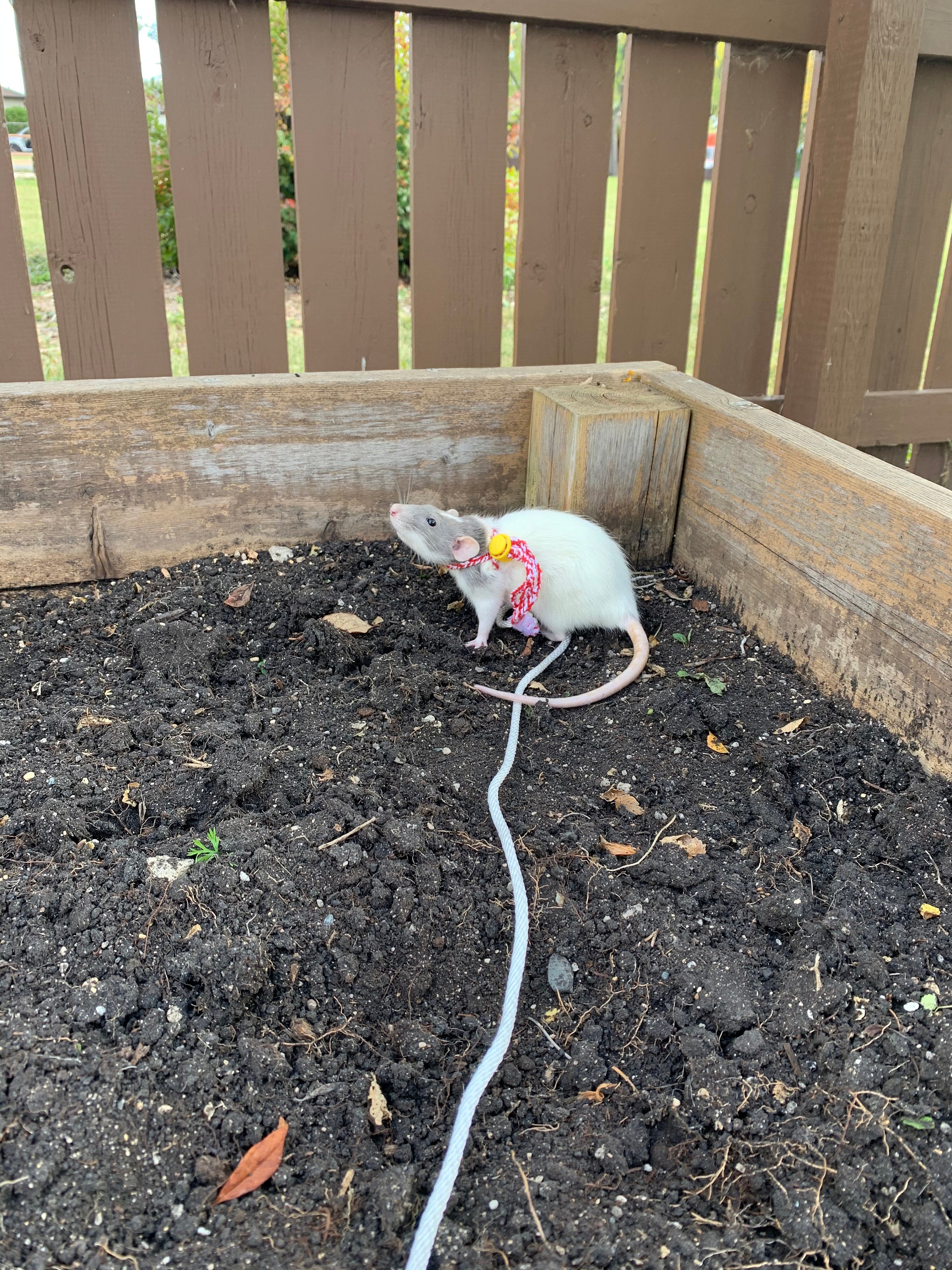 Adjustable rat leash Etsy