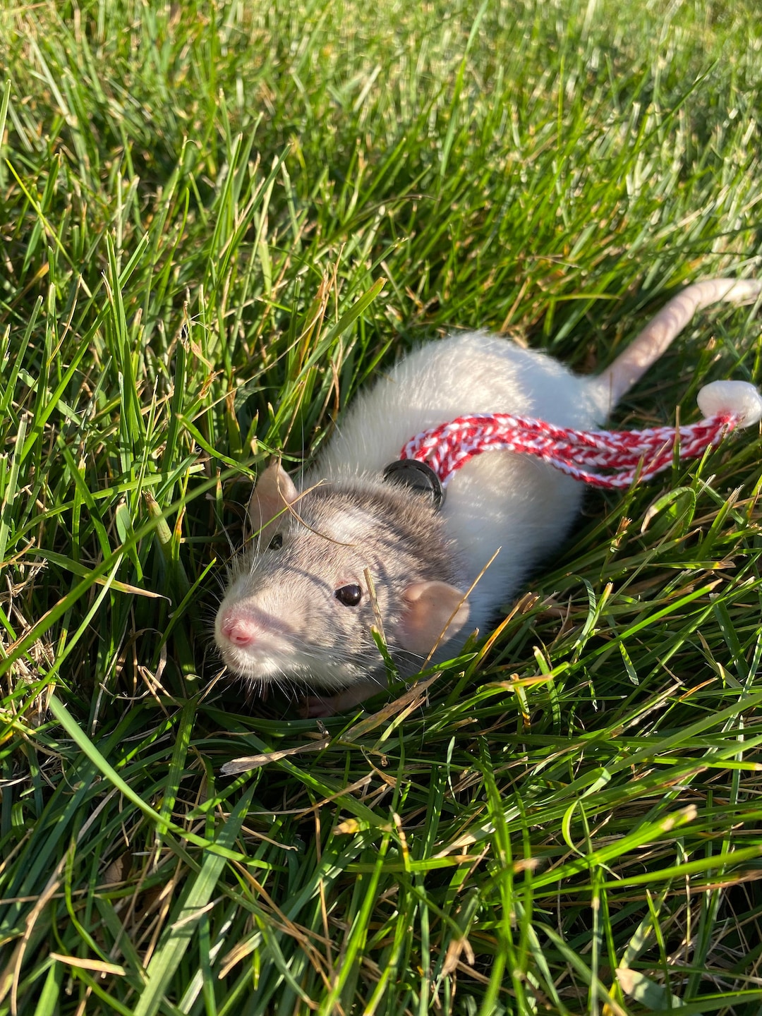 Adjustable Rat Leash Etsy