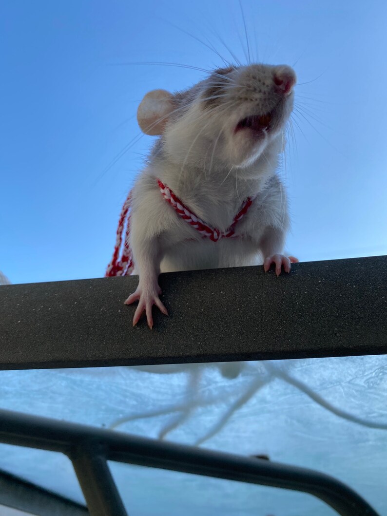 Adjustable Rat Leash Etsy