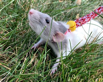 best rat harness