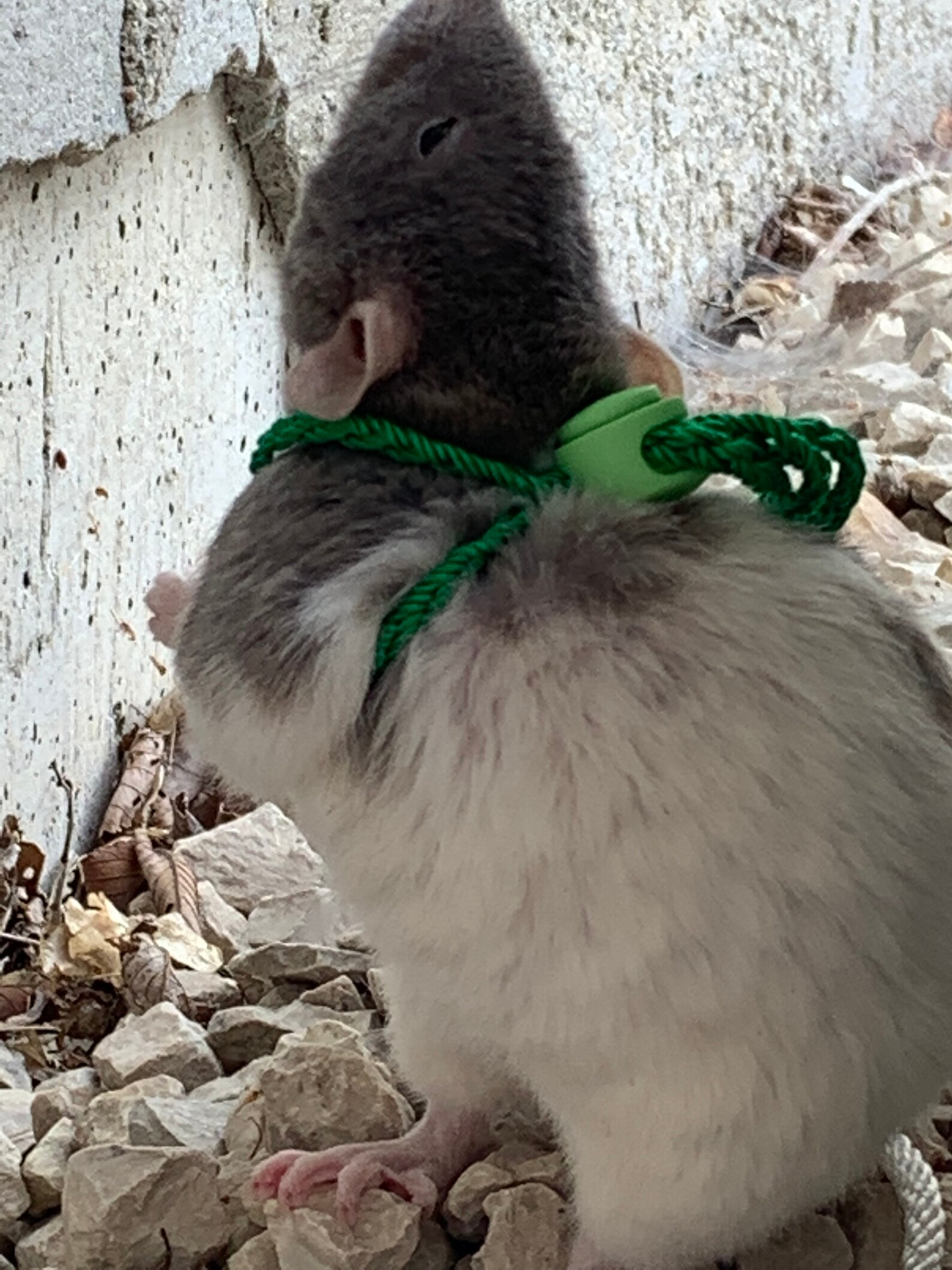 Adjustable Rat Leash Etsy