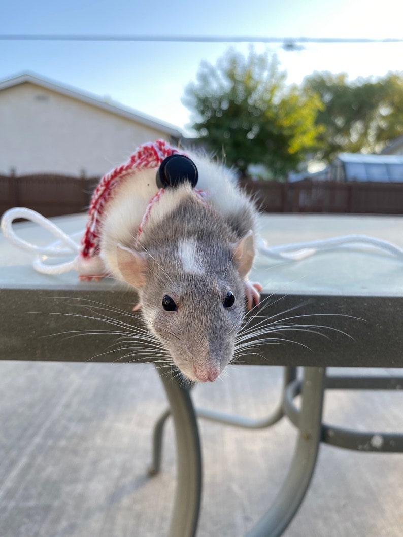 Adjustable Rat Leash Etsy