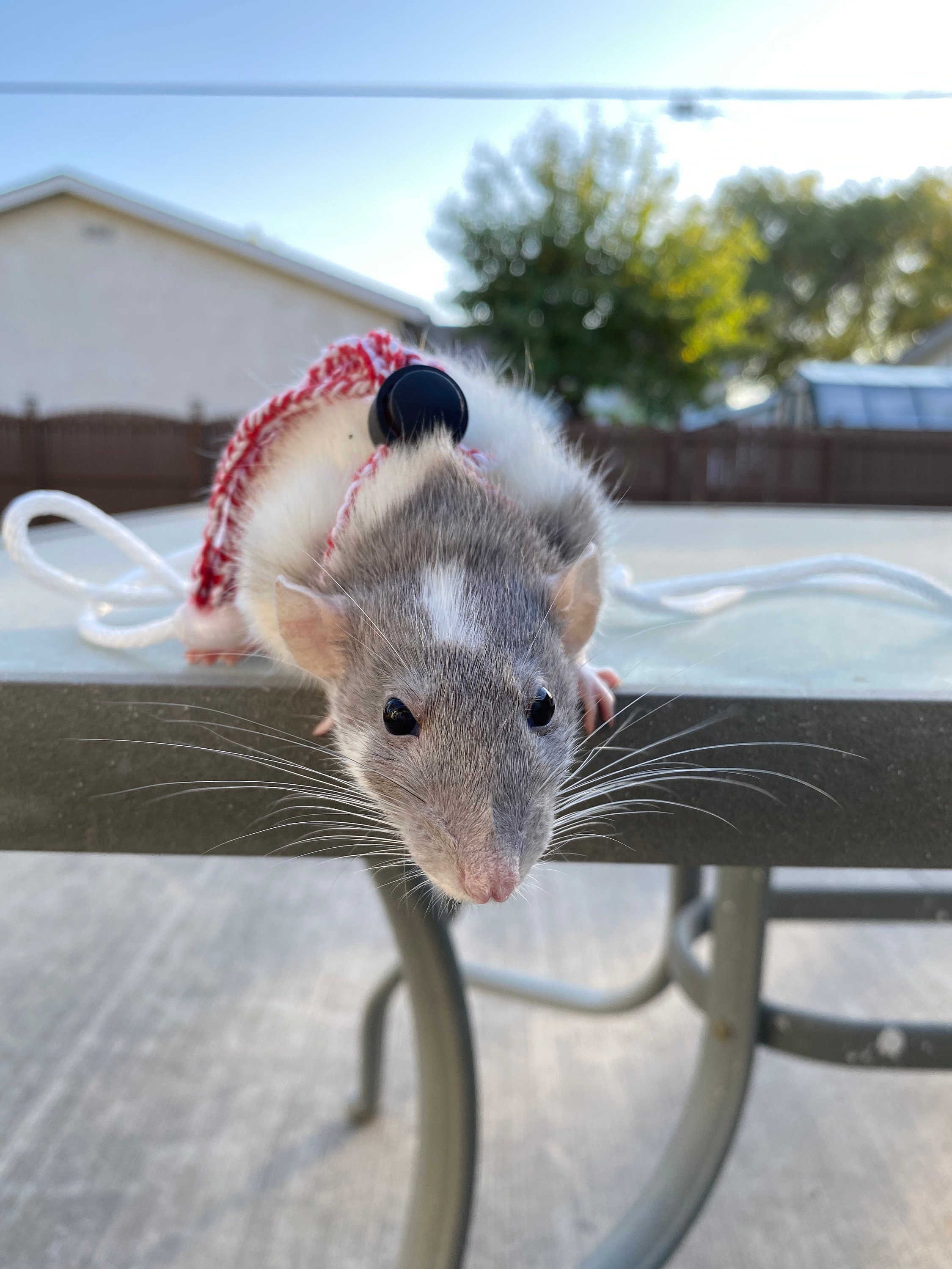 Adjustable Rat Leash Etsy