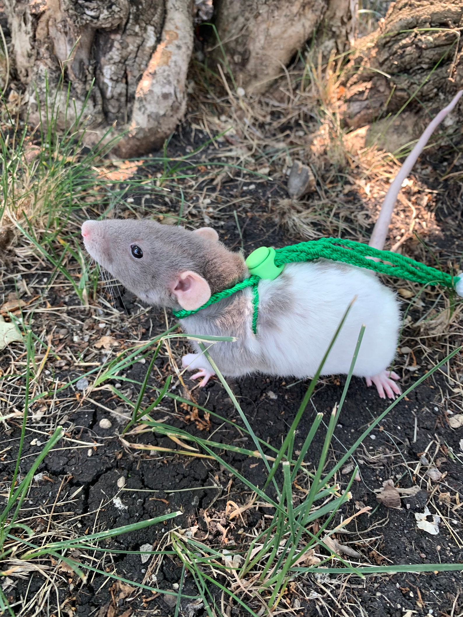 Adjustable Rat Leash Etsy