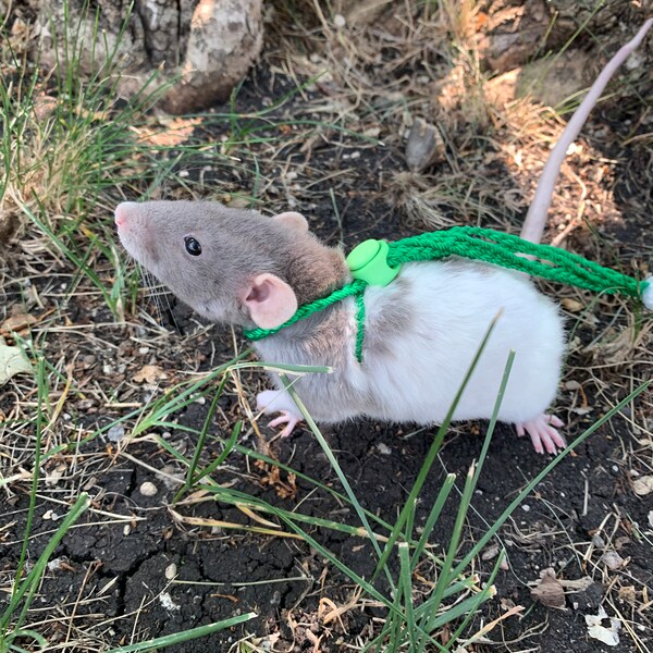 Adjustable rat leash