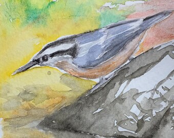Nuthatch and thier reflection: original water color, one of a kind art work of birds