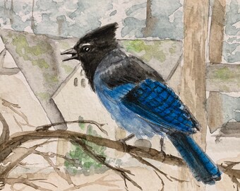 Steller Bluejay at Mt Tabor original watercolor