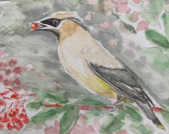 Cedar Waxwing Munching: original water color, one of a kind art work of birds
