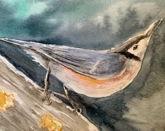Nuthatch #1: original water color, one of a kind art work of birds