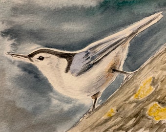 Nuthatch #2:original water color, one of a kind art work of birds