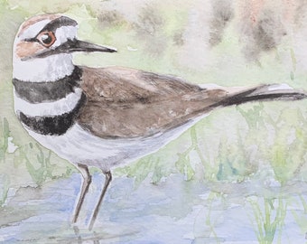 Original Water Color of Killdeer - Wild Bird Painting - Wall Art - Gift for Bird Lover