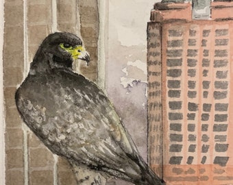 Peregrine Bird, Original Watercolor Art Work