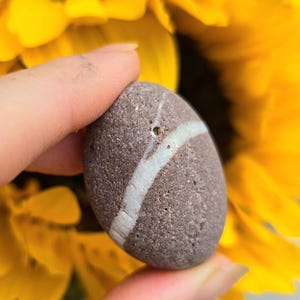 May include: A rounded, brown stone with a white band across it, held against a backdrop of yellow sunflower petals. The stone has a small hole. The image highlights the natural textures and colours.