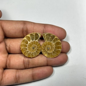 1PC Natural Rare Ammonite Fossil Conch,Crystal Quartz Fossil Conch,Reiki Heal,Home Decoration,From Madagascar From Crystal Cts 47