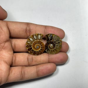 1PC Natural Rare Ammonite Fossil Conch,Crystal Quartz Fossil Conch,Reiki Heal,Home Decoration,From Madagascar From Crystal Cts 48