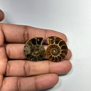 1PC Natural Rare Ammonite Fossil Conch,Crystal Quartz Fossil Conch,Reiki Heal,Home Decoration,From Madagascar From Crystal Cts 51