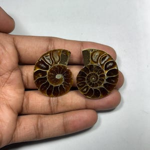 1PC Natural Rare Ammonite Fossil Conch,Crystal Quartz Fossil Conch,Reiki Heal,Home Decoration,From Madagascar From Crystal Cts 91