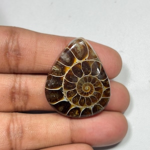 1PC Natural Rare Ammonite Fossil Conch,Crystal Quartz Fossil Conch,Reiki Heal,Home Decoration,From Madagascar From Crystal Cts 46. 33x27x7