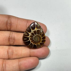 1PC Natural Rare Ammonite Fossil Conch,Crystal Quartz Fossil Conch,Reiki Heal,Home Decoration,From Madagascar From Crystal Cts 41. 32x27x6