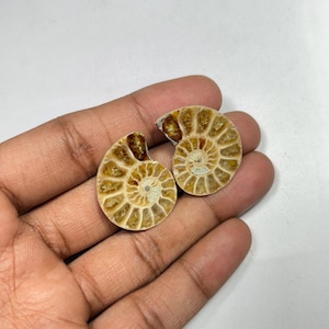 1PC Natural Rare Ammonite Fossil Conch,Crystal Quartz Fossil Conch,Reiki Heal,Home Decoration,From Madagascar From Crystal Cts 46