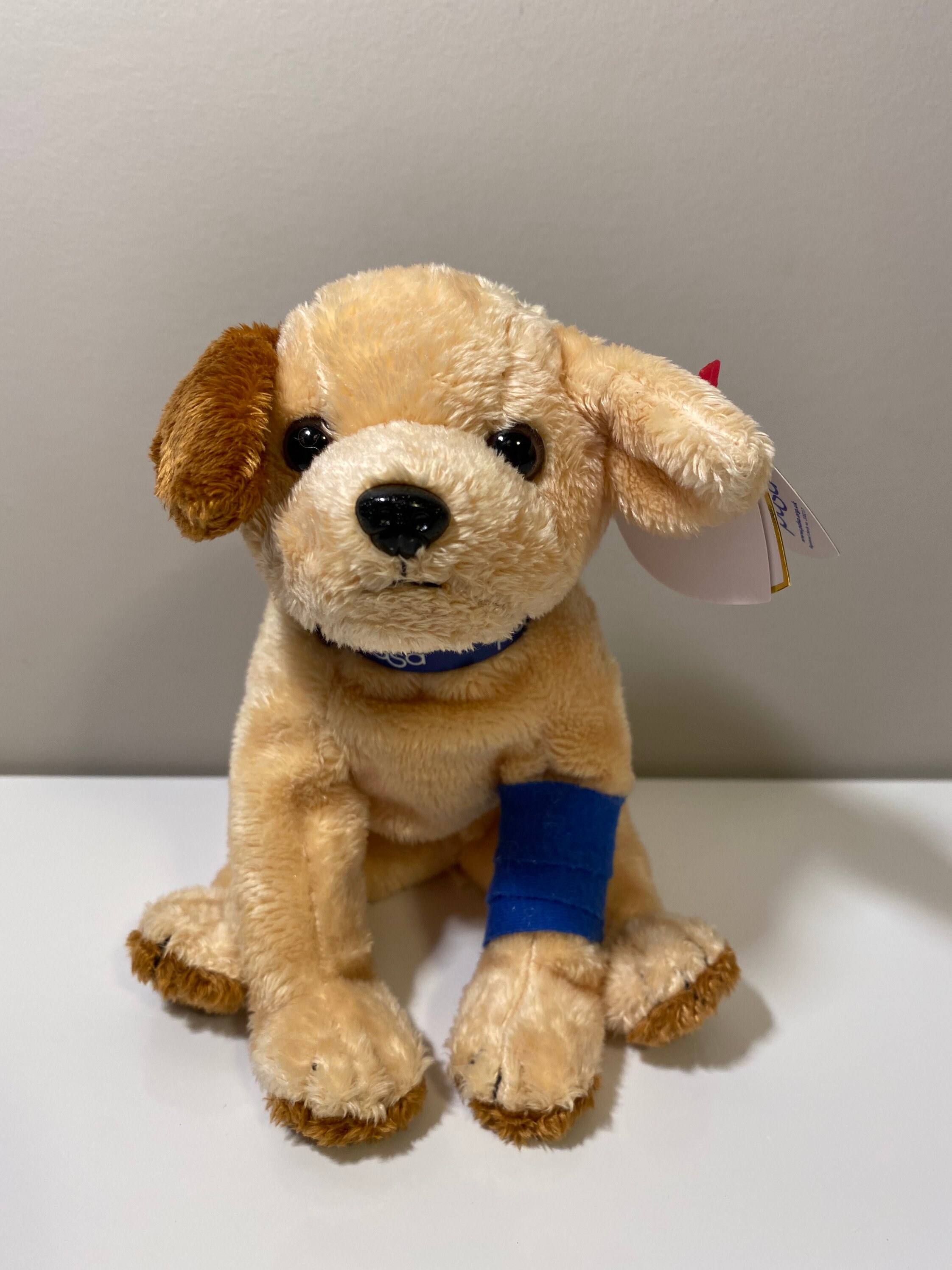 pdsa pet protectors