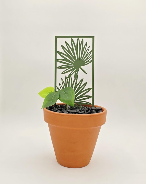 miniature jade plant Crassula ovata 'Minor' (4")
