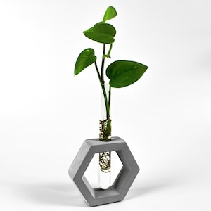 Reagenzglas Vase Sechseck | Pflanzstation | Vermehrungsstation | Reagenzglashalter | Beton Vase | Hydroponische Vase