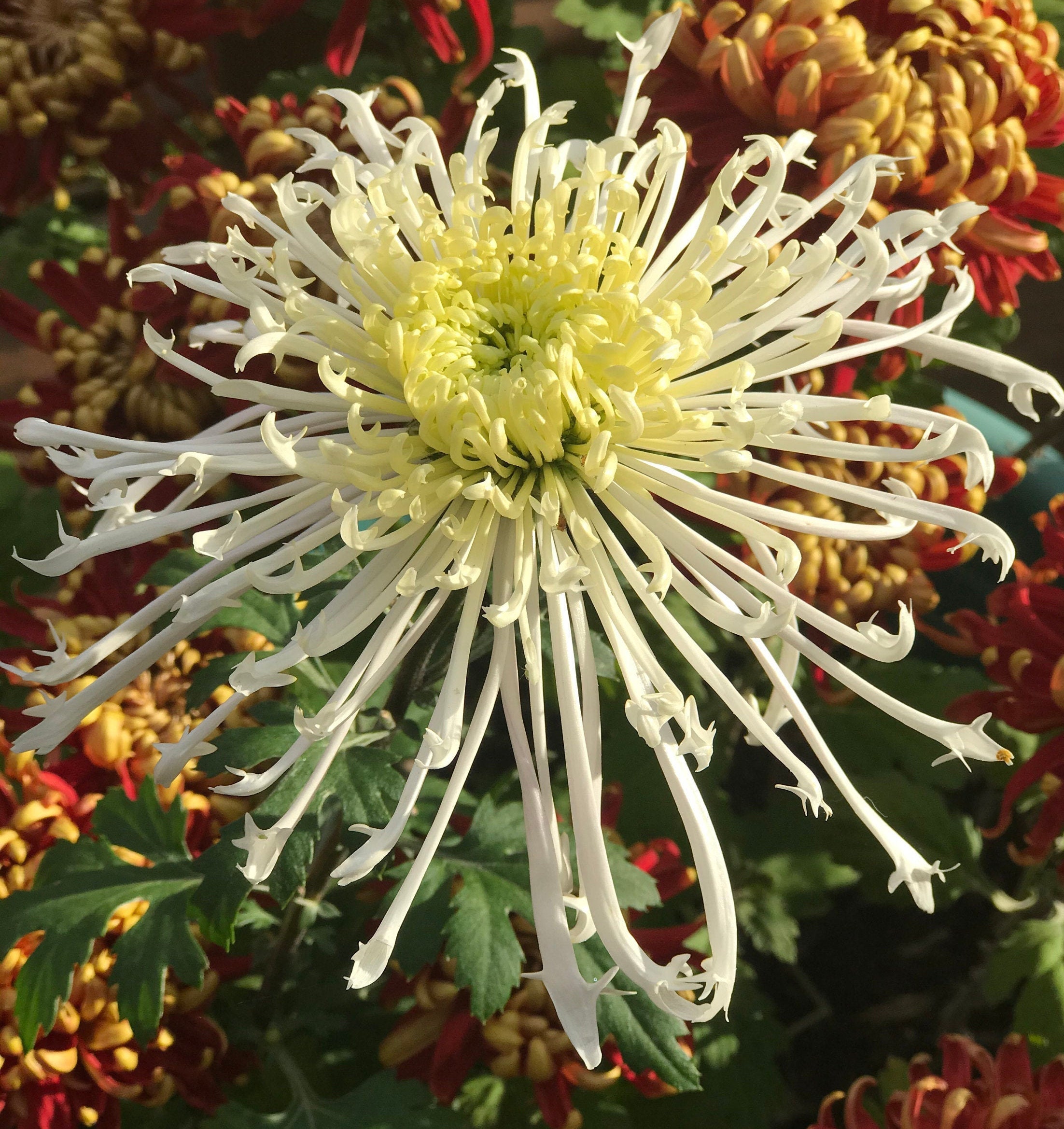 White Spider Chrysanthemum Live Starter Plant Anual / Etsy