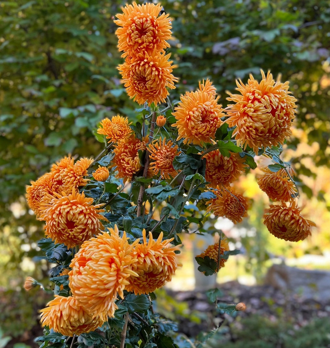 Golden Orange Chrysanthemum Live Starter Plant cheerleaderrequired to Buy 2 Starter Plants mixed