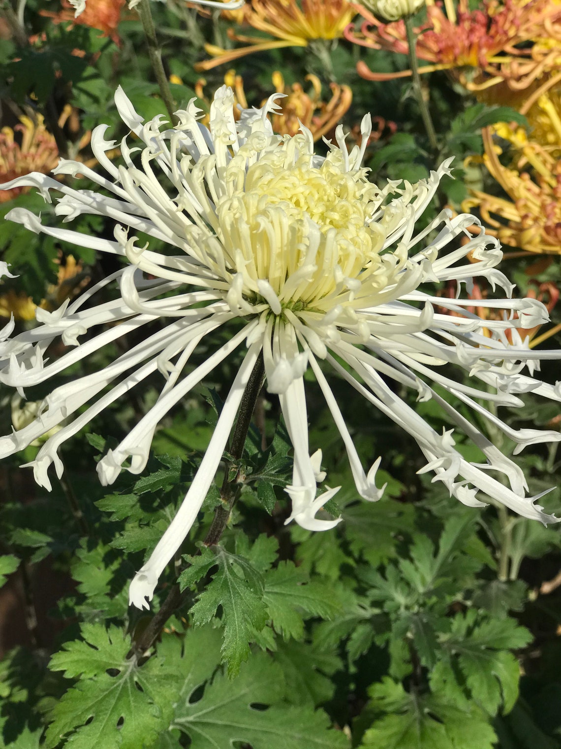 White Spider Chrysanthemum Live Starter Plant Anual / Etsy