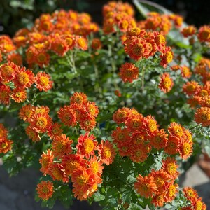 Pumpkin Anemone Chrysanthemum Starter Plant （required to buy 2 starter plants, ，mixed varieties are ok)