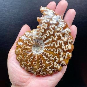 May include: A polished ammonite fossil featuring a spiral shell with intricate, jagged white suture lines set against a deep amber and brown translucent background. The fossil displays a distinct coiled structure with a smooth, glossy surface.