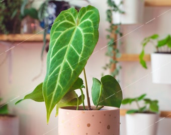 Anthurium Magnificum Photo download