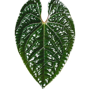 Anthurium Luxurian Leaf Photo Digital File