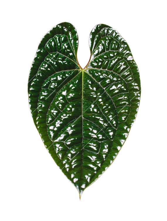 indoor plants table Potted Plant Centerpiece
