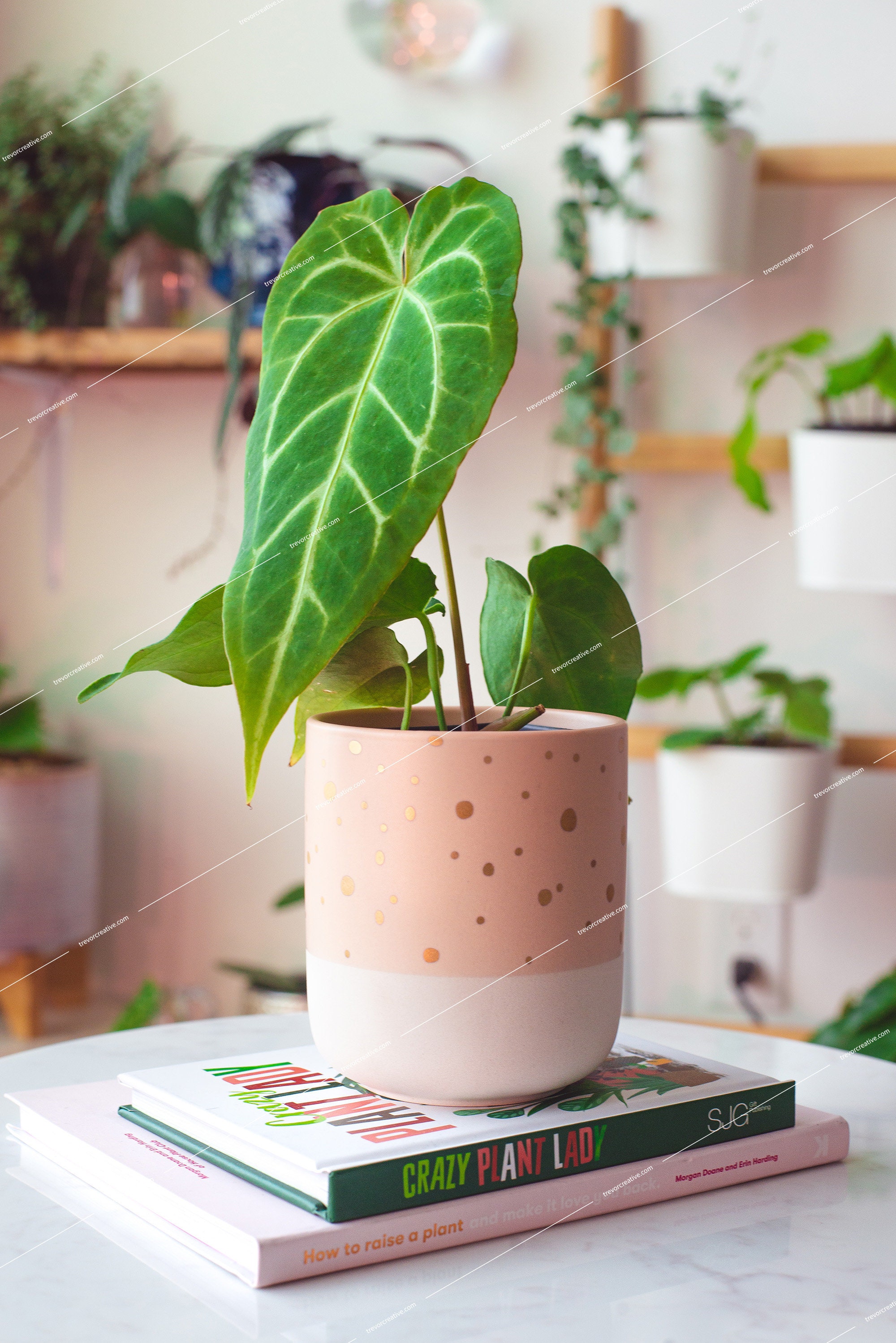 Anthurium Magnificum? / アンスリウム マグニフィカム ? | Pay ID