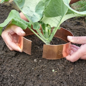 Könnte beinhalten: Eine Person installiert einen Kupfer-Pflanzenkragen um eine junge Kohlpflanze in einem Gartenbeet. Der Kragen ist mit "Silver Leaf" beschriftet.