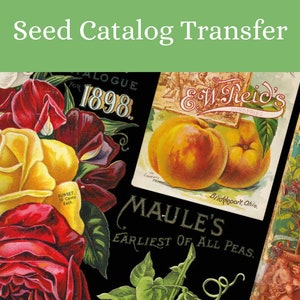 May include: A collage of vintage seed catalog covers featuring illustrations of flowers, peaches, and a pea plant. The text on the covers includes "ALOGUE 1898", "E.W. Reid's NURSERIES", "Bridgeport, Ohio", "MAULE'S EARLIEST OF ALL PEAS", and "SUNSET, 10 Cents Each".