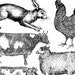 IOD Farm Animals Stamp Iron Orchid Designs Cow Pig Rabbit Bunny Pig ...