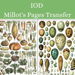 IOD Millot&#39;s Pages Transfer * Iron Orchid Designs Rub on Furniture Decal Eggs Vegetables Butterfiles Insects Flowers Floral Fish Botanical