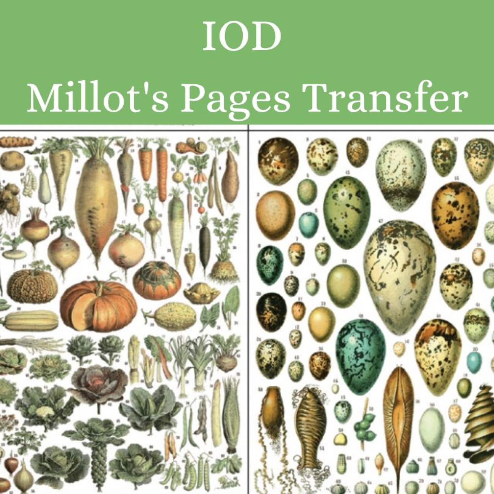 Millots Pages Transfer from IOD
